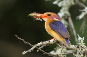 Sibuya Big 5 Safari mit Übernachtung