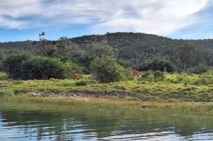 Sibuya Big 5 Safari mit Übernachtung