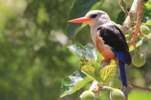 Wanderung durch Ribeira Grande