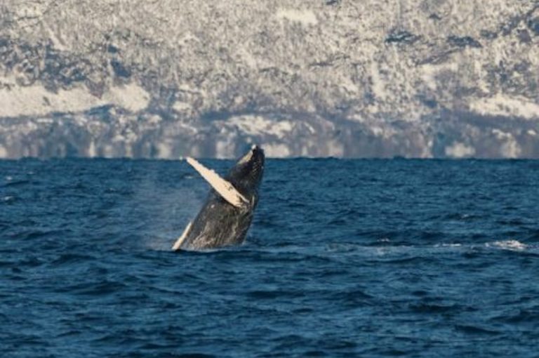 Whale watching in the fjords of Tromso