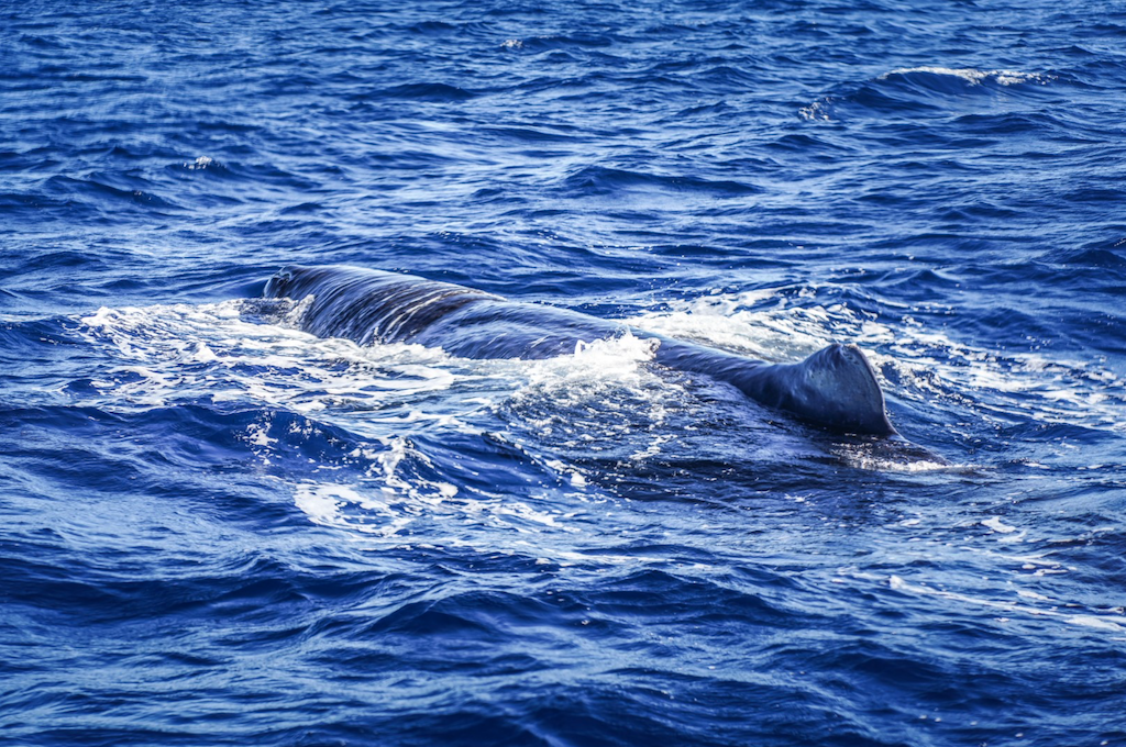 Walbeobachtung auf Mauritius