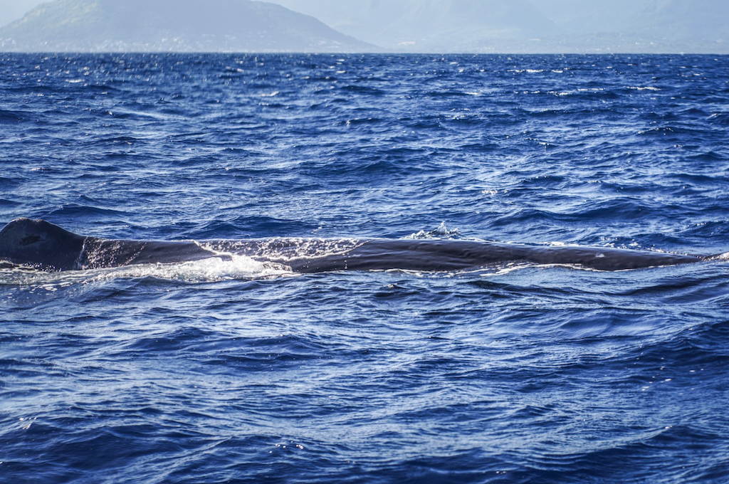Walbeobachtung auf Mauritius