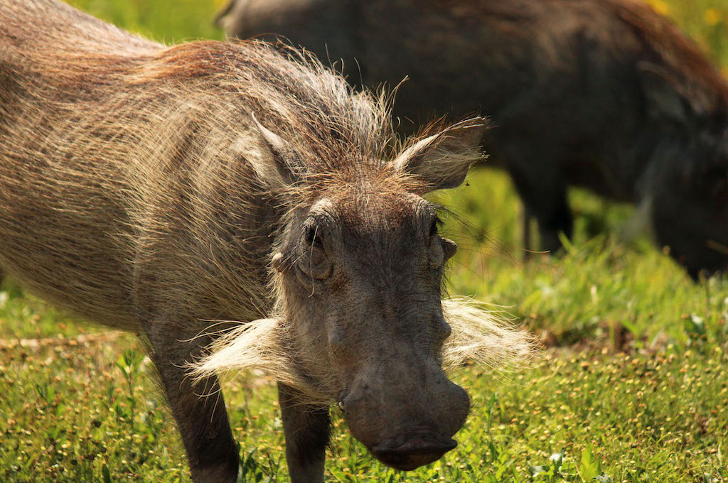 Warthog Afrikanische Safari