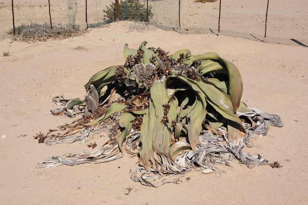 Welwitschia aus der Nähe Welwitschia tour