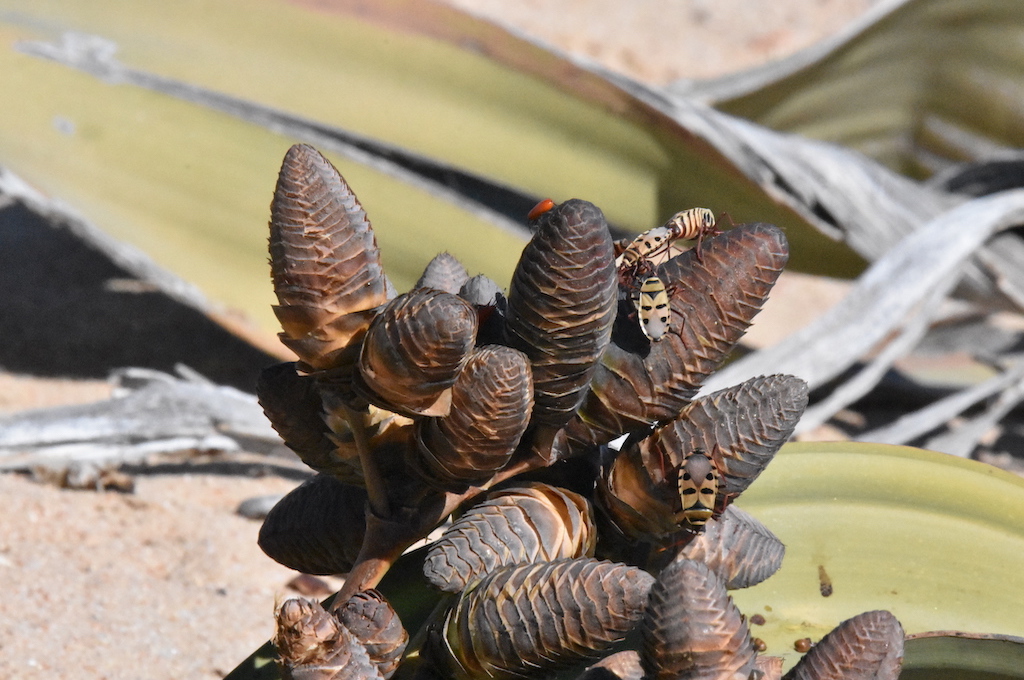 Welwitschia Welwitschia Tour