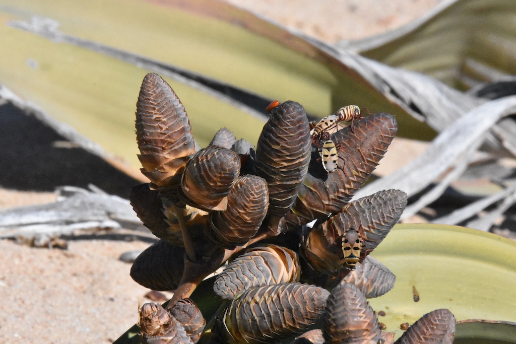 Wetwitschia Welwitschia tour