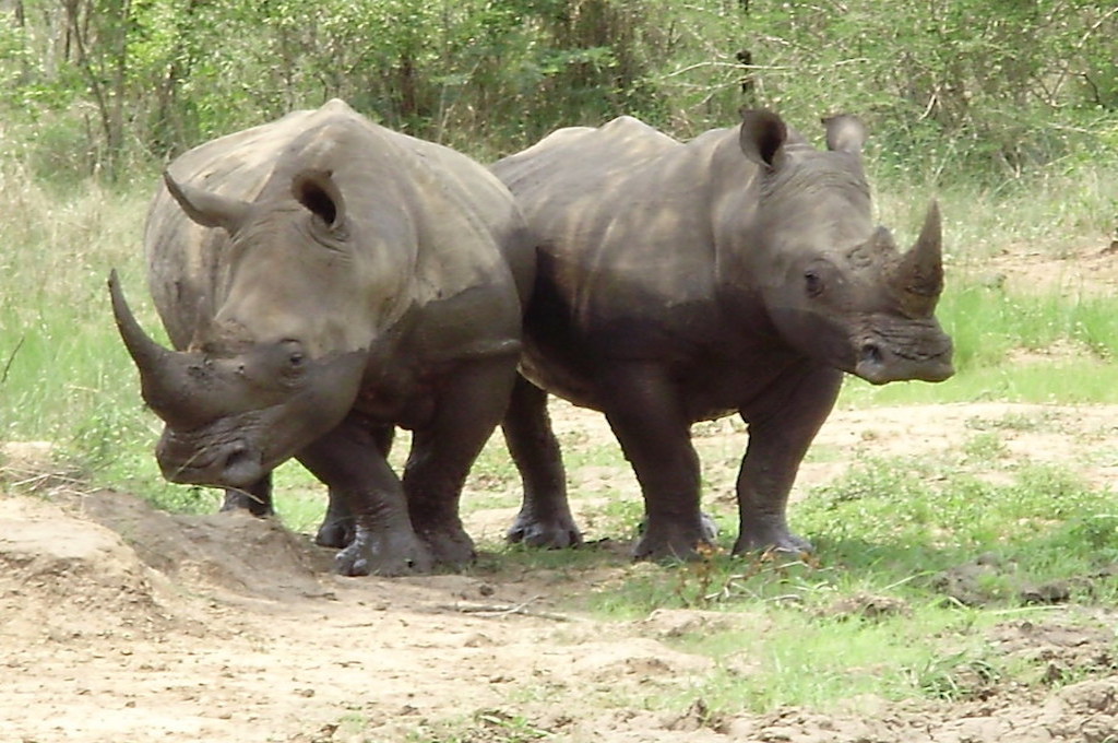 Nashorn Wildpark Safari