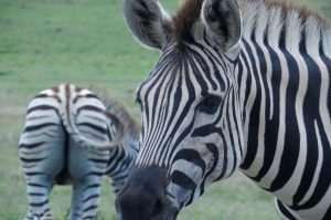 Wildpark Safari