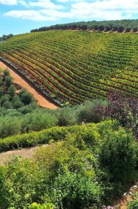 Weingüter von Stellenbosch & Franschhoek mit Weinprobe