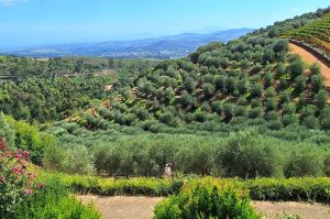 Weingüter von Stellenbosch & Franschhoek mit Weinprobe