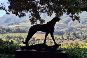 Weingüter von Stellenbosch & Franschhoek mit Weinprobe