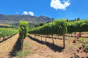 Weingüter von Stellenbosch & Franschhoek mit Weinprobe