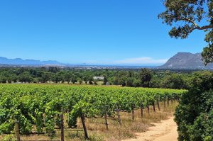 Weingüter von Stellenbosch & Franschhoek mit Weinprobe