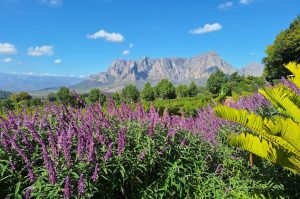 Weingüter von Stellenbosch & Franschhoek mit Weinprobe