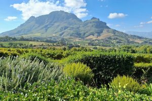 Weingüter von Stellenbosch & Franschhoek mit Weinprobe