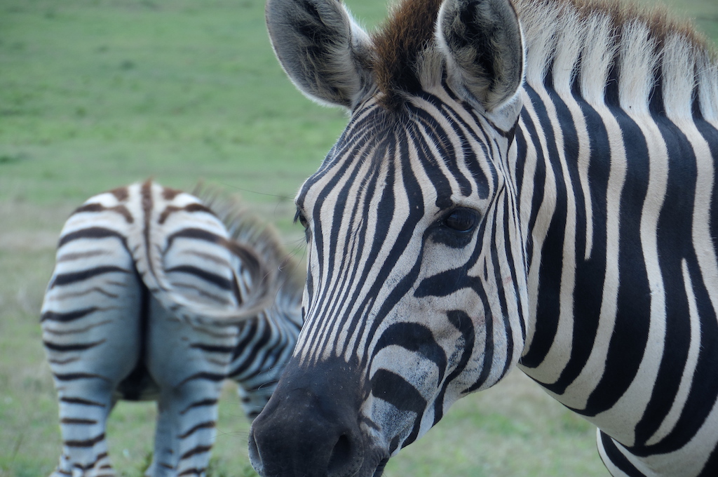 Zebra Kragga Kamma Wildreservat