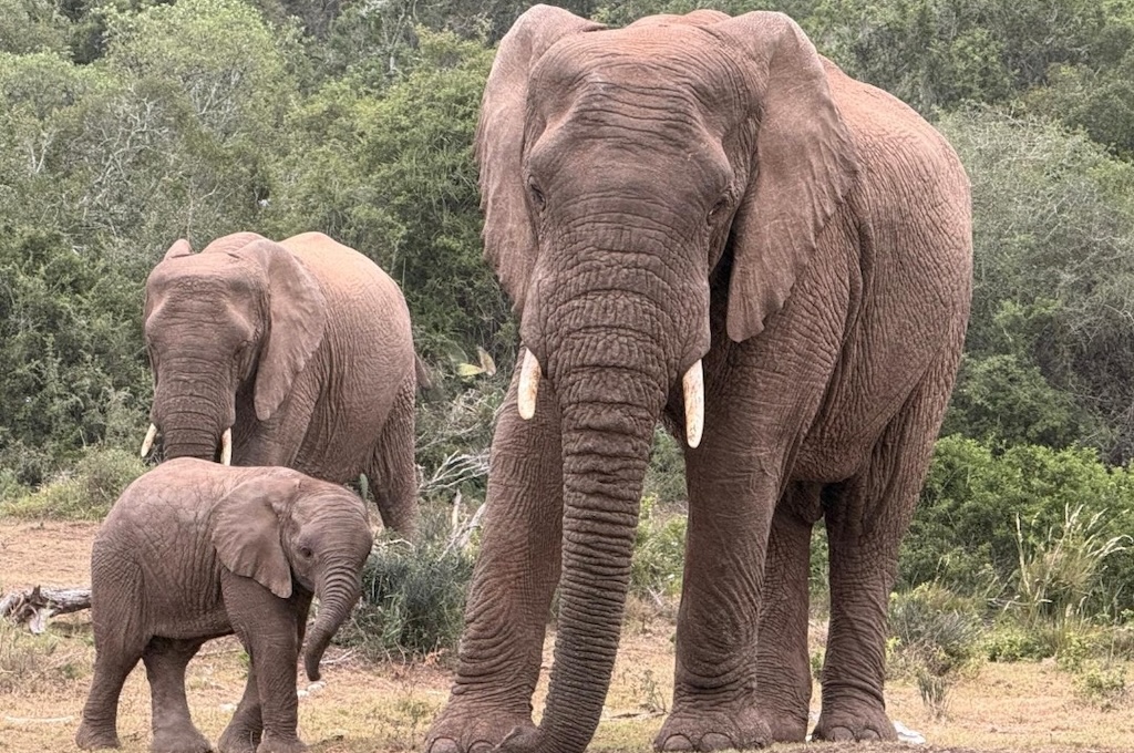 Elefanten familie Addo Elephant Park im offenem Fahrzeug