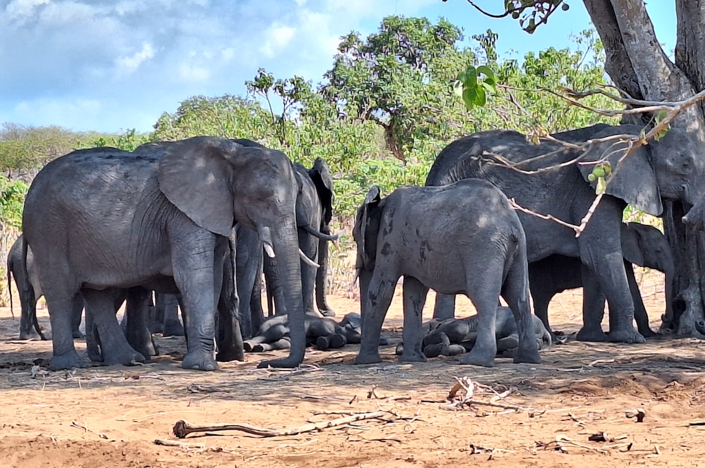 addo Addo Elephant Park im offenem Fahrzeug
