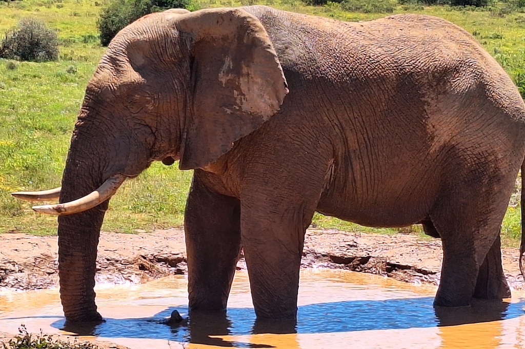addo Addo Elephant Park im offenem Fahrzeug