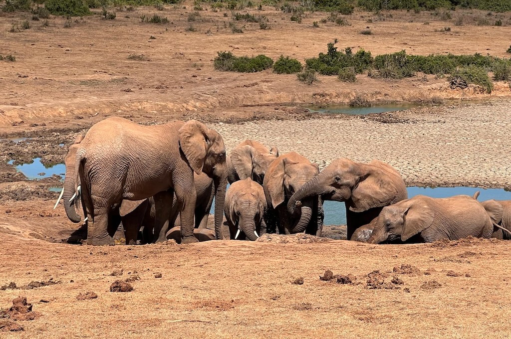 addo Addo Elephant Park im offenem Fahrzeug