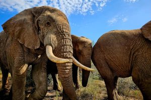 Addo Elephant Park im offenem Fahrzeug