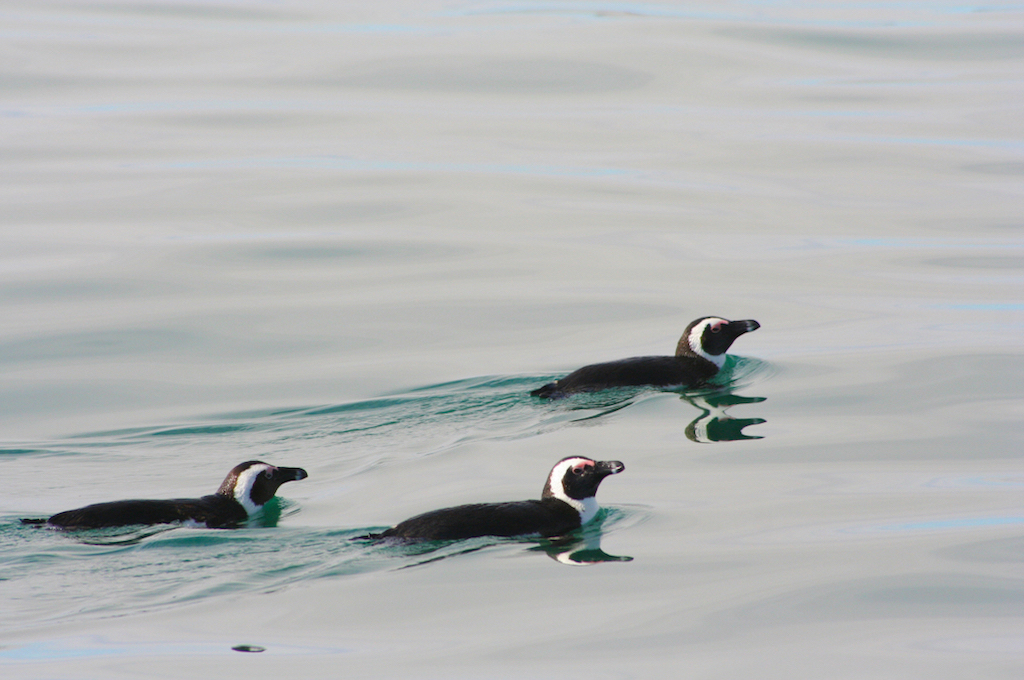 Pinguin Katamarantour