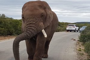Addo Elefant Nationalpark
