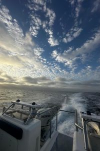 Dolphin Katamarantour & Sandwich Harbour