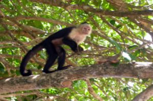 cahuita_national_park_monkey Tortuguero-Kanäle und Cahuita Nationalpark