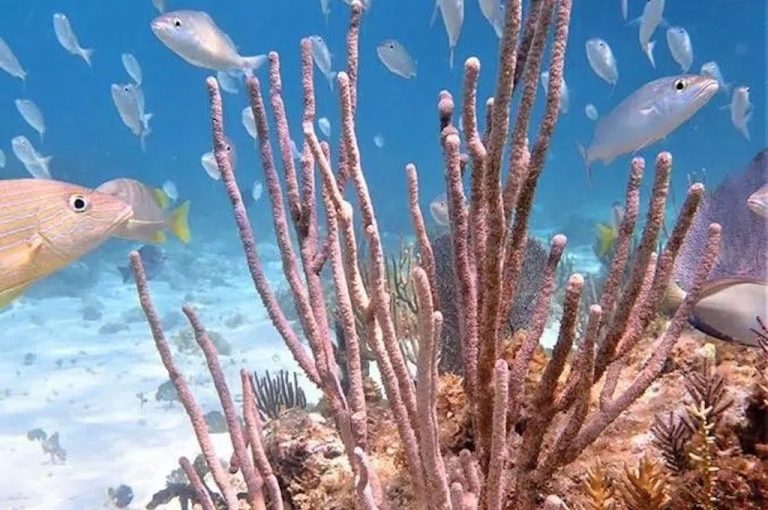 Korallenfächer und tropische Fische in den Coral Gardens vor Grand Cayman