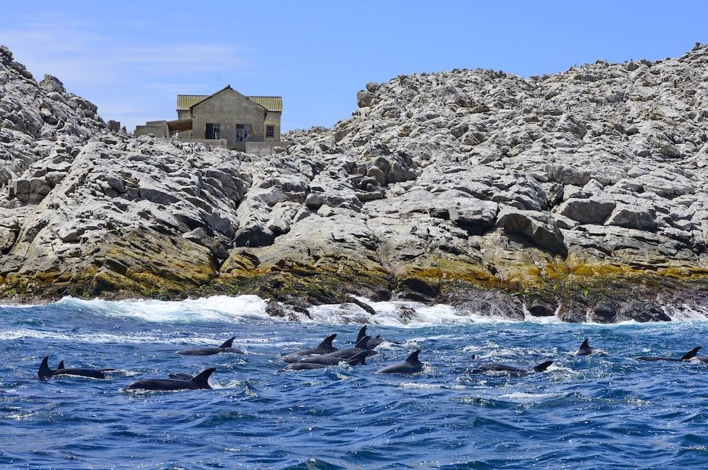 Delfine Wal-, Delfin & Pinguin-Inseltour