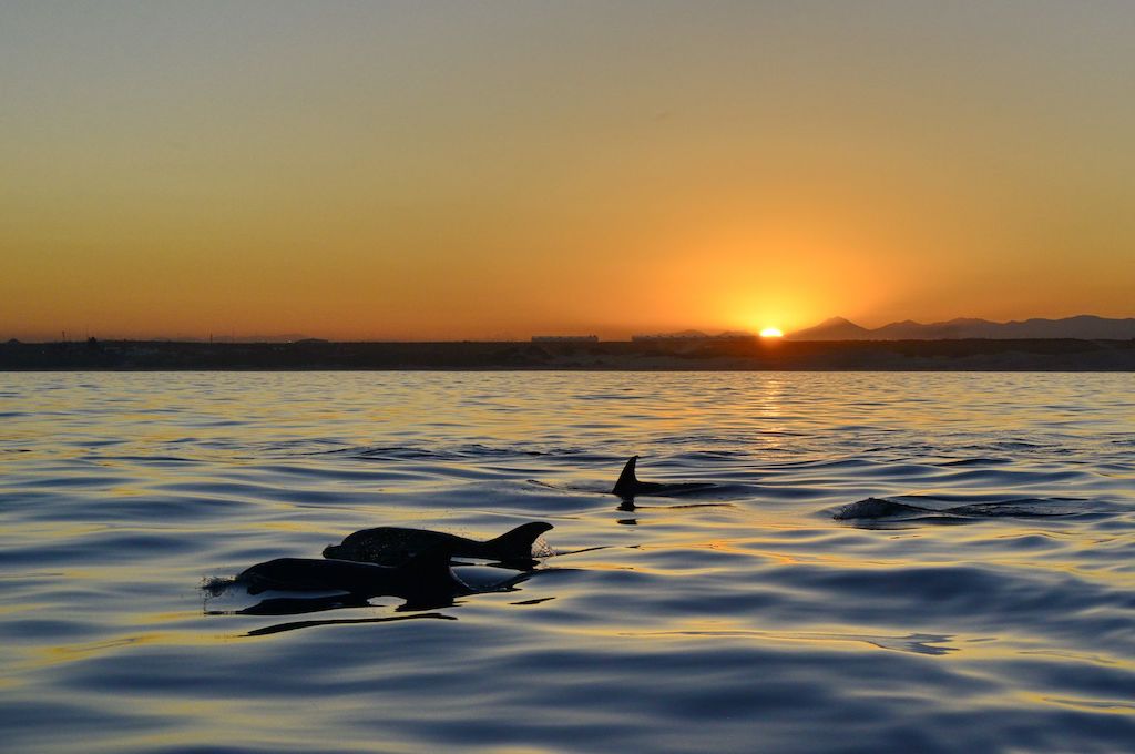 Delfine mit Sonnenuntergang Wal/Delfin/Pinguin Inseltour