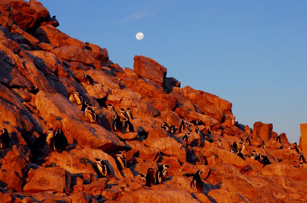 Pinguine Wal/Delfin/Pinguin Inseltour