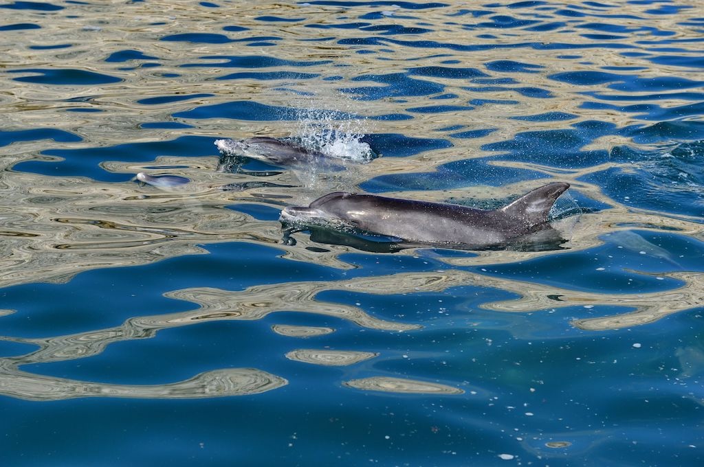 Delfine Wal-, Delfin & Pinguin-Inseltour