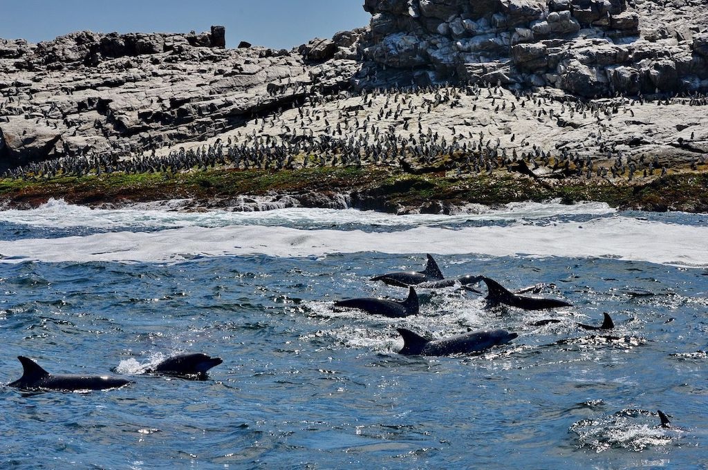 Delfine Wal-, Delfin & Pinguin-Inseltour