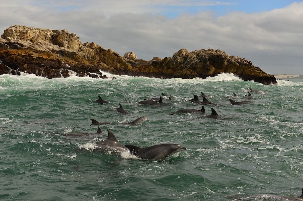 Delfine Wal-, Delfin & Pinguin-Inseltour
