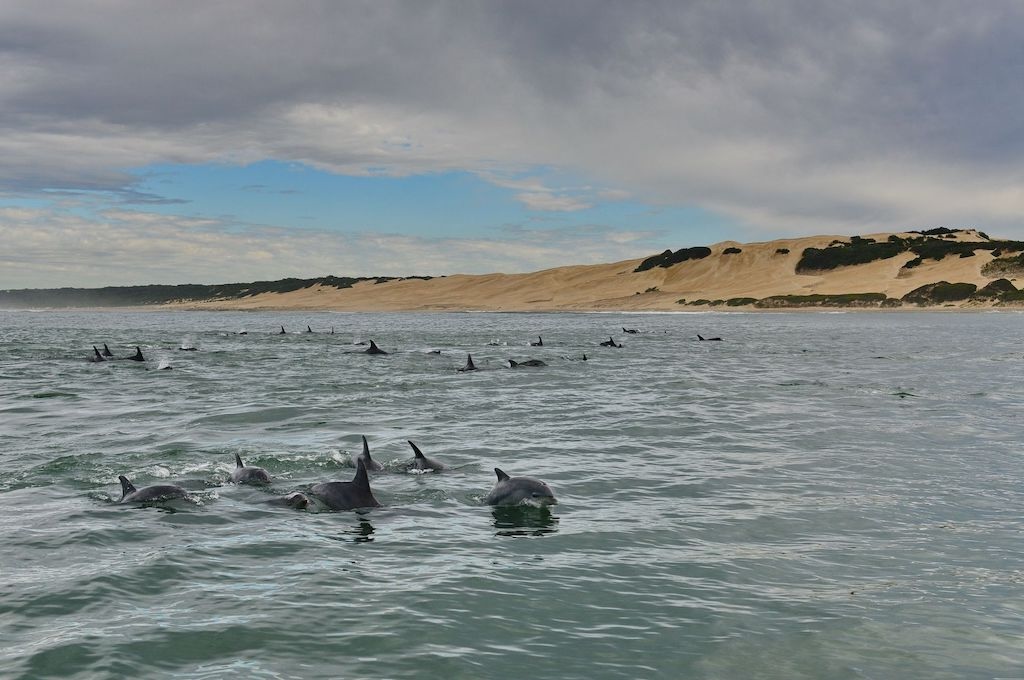 Delfine Wal-, Delfin & Pinguin-Inseltour