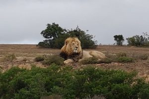 Addo Elefant Nationalpark