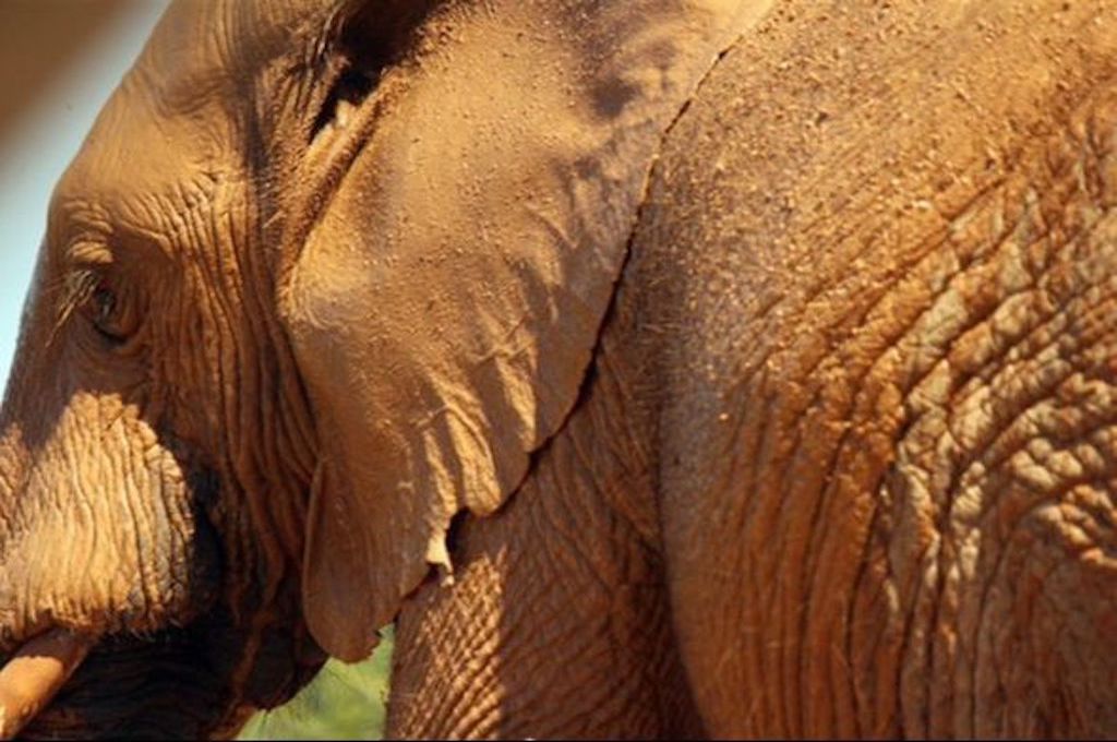Elefant Afrikanische Safari