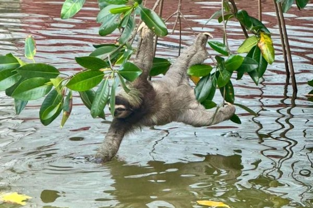faultier Faultier hängt über dem Wasser in einem Mangrovenzweig