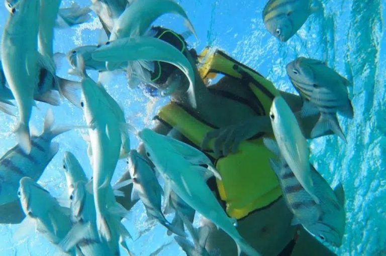 Schnorchler mitten in einem Schwarm silbriger Fische am Barrier Reef