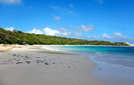 strand von Antigua Weiter Sandstrand an der Nordostküste mit Buschvegetation