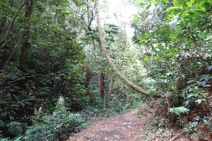 Regenwald Tobago Regenwald Tour
