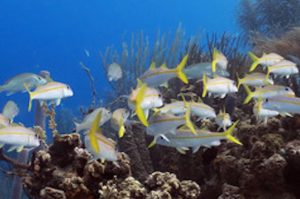 Fische Ausflug zum Bucco Riff