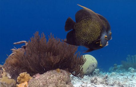große Fische Franzosen-Kaiserfisch neben einer Gorgonie