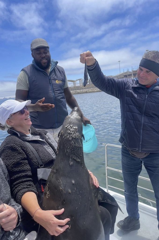 Robben futtern Morning catamaran cruise