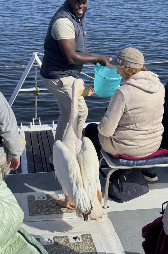 Pelikan Morning catamaran cruise