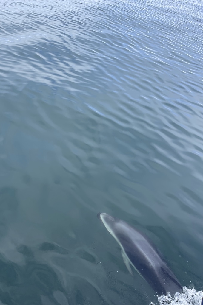 Delfin Morning catamaran cruise