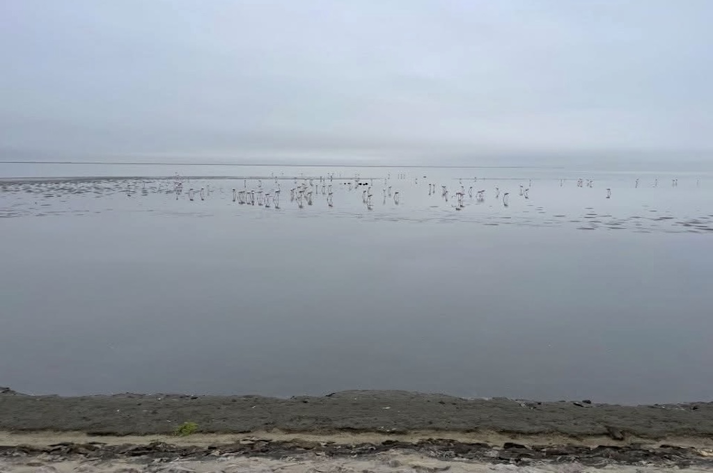 Pelikan Halbtägige Highlighttour