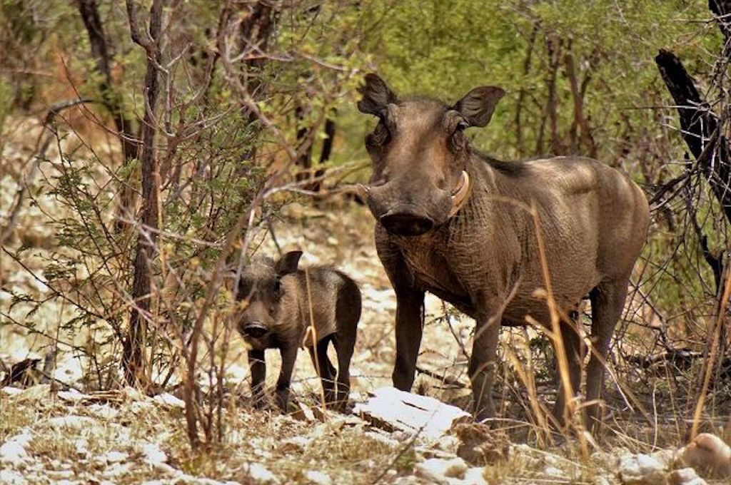 Tiere Amazing Afrika